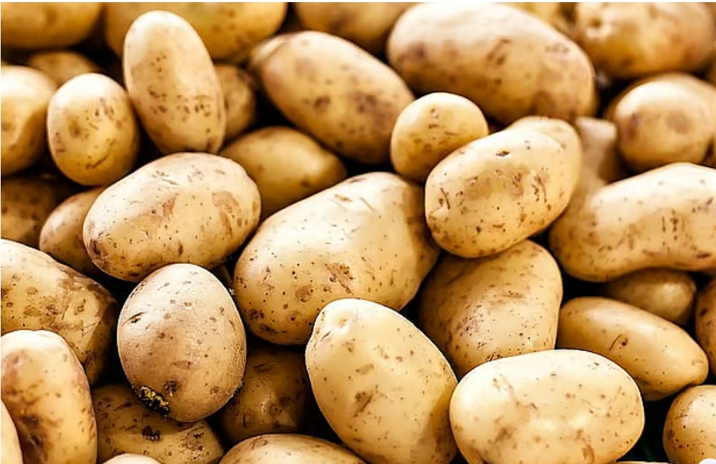 চট্টগ্রাম জেলায় ধারাবাহিকভাবে কমছে আলুর উৎপাদন